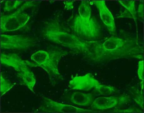 Human Renal Proximal Tubular Epithelial Cells: HRPTEpC, fetal