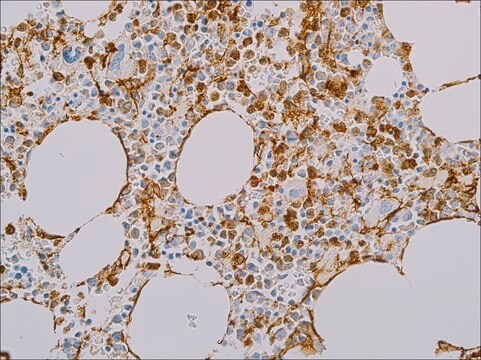 CD13 (EP117) Rabbit Monoclonal Primary Antibody