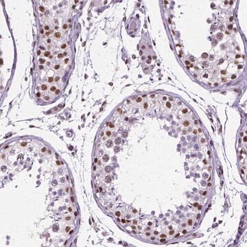 Monoclonal Anti-REST antibody produced in mouse Prestige Antibodies&#174; Powered by Atlas Antibodies, clone CL0381, purified immunoglobulin, buffered aqueous glycerol solution