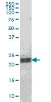 ANTI-ATF3 antibody produced in mouse clone 7G10, purified immunoglobulin, buffered aqueous solution