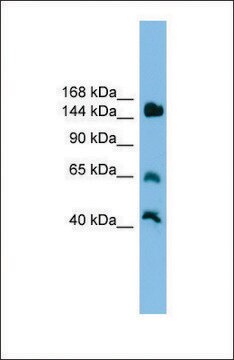 Anti-JARID2 antibody produced in rabbit affinity isolated antibody