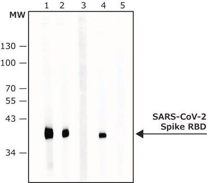 Anti-SARS-CoV-2-Spike protein C-terminal antibody produced in rabbit affinity isolated antibody, buffered aqueous solution