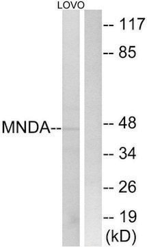 Anti-MNDA antibody produced in rabbit affinity isolated antibody