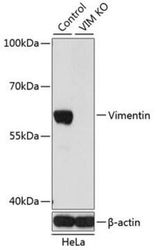 Anti-BRCA1 antibody produced in rabbit