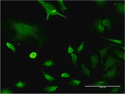 Monoclonal Anti-NPM1 antibody produced in mouse clone 1B11, purified immunoglobulin, buffered aqueous solution