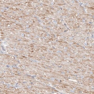 Anti-MIPEP antibody produced in rabbit Prestige Antibodies&#174; Powered by Atlas Antibodies, affinity isolated antibody, buffered aqueous glycerol solution, ab1