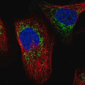 Anti-ATAD3A antibody produced in rabbit Prestige Antibodies&#174; Powered by Atlas Antibodies, affinity isolated antibody