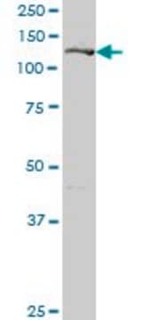 Anti-GIT2 antibody produced in mouse purified immunoglobulin, buffered aqueous solution