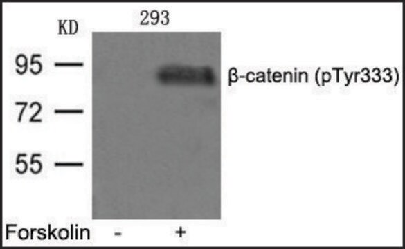 Anti-phospho-&#946;-catenin (pTyr333) antibody produced in rabbit affinity isolated antibody