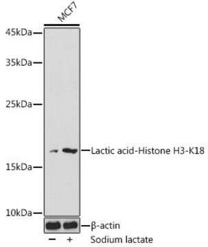 Antykwas mlekowy- histon H3-K18