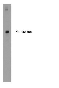 Anti-Olig2 Antibody Chemicon&#174;, from rabbit