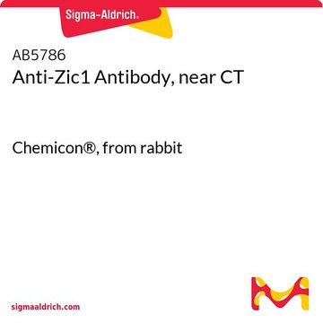 抗Zic1抗体、CT近傍 Chemicon&#174;, from rabbit