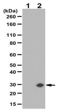 Przeciwciało anty-GADD153/DDIT3/CHOP from rabbit, purified by affinity chromatography