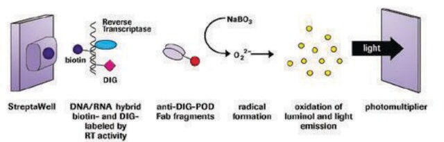 Reverse Transcriptase Assay, colorimetric suitable for enzyme immunoassay, kit of 1 (14 components), sufficient for &#8804;200&#160;tests