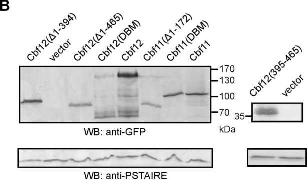 Monoclonal Anti-PSTAIR antibody produced in mouse clone PSTAIR, ascites fluid