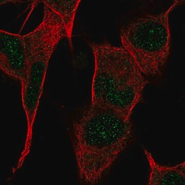 Anti-PPP1R17 antibody produced in rabbit Prestige Antibodies&#174; Powered by Atlas Antibodies, affinity isolated antibody