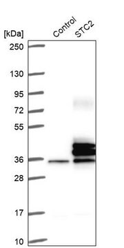 Anti-STC2 antibody produced in rabbit Prestige Antibodies&#174; Powered by Atlas Antibodies, affinity isolated antibody, buffered aqueous glycerol solution