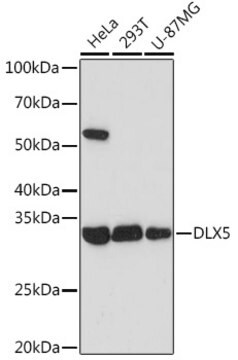 Anti-DLX5 Antibody, clone 2F9C6, Rabbit Monoclonal