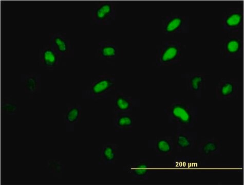 Monoclonal Anti-ISL1 antibody produced in mouse clone 2E7, purified immunoglobulin, buffered aqueous solution