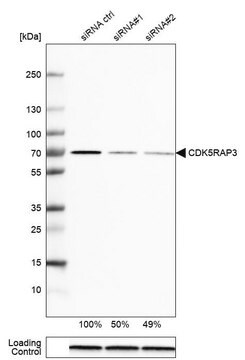 Anti-CDK5RAP3 antibody produced in rabbit Prestige Antibodies&#174; Powered by Atlas Antibodies, affinity isolated antibody, buffered aqueous glycerol solution, Ab1