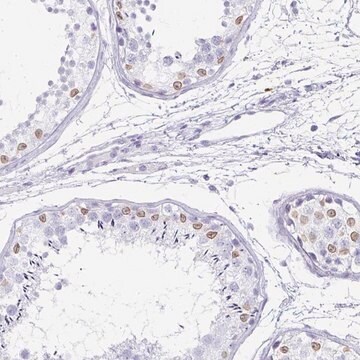 Anti-TPSD1 antibody produced in rabbit Prestige Antibodies&#174; Powered by Atlas Antibodies, affinity isolated antibody, buffered aqueous glycerol solution