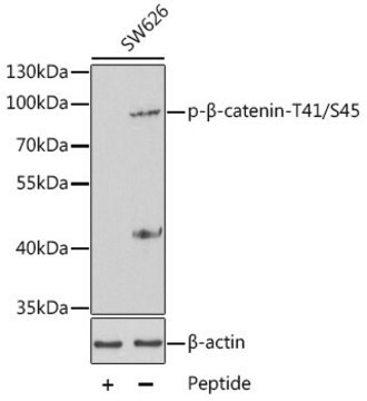 Anti-Phospho-CTNNB1-T41/S45 antibody produced in rabbit