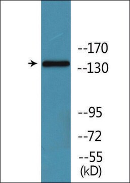 Anti-phospho-CD171/N-CAML1 (pSer1181) antibody produced in rabbit affinity isolated antibody