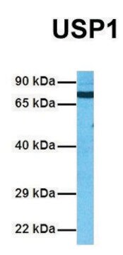 Anti-USP1 (C-terminal) antibody produced in rabbit affinity isolated antibody