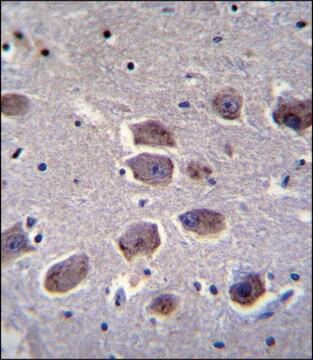 ANTI-NAT12 (C-TERM) antibody produced in rabbit IgG fraction of antiserum, buffered aqueous solution