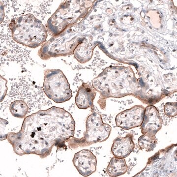 Anti-TSPAN13 antibody produced in rabbit Prestige Antibodies&#174; Powered by Atlas Antibodies, affinity isolated antibody, buffered aqueous glycerol solution