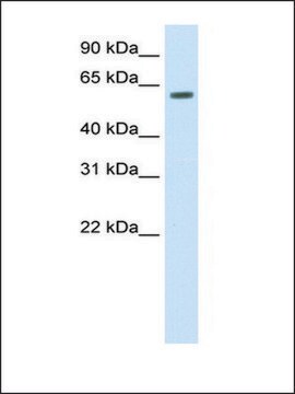 抗HDAC1抗体 ウサギ宿主抗体 IgG fraction of antiserum