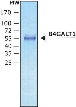 &#946;-1,4-半乳糖基转移酶1 B4GALT1 human recombinant, expressed in HEK 293 cells, 2000&#160;units/mg protein