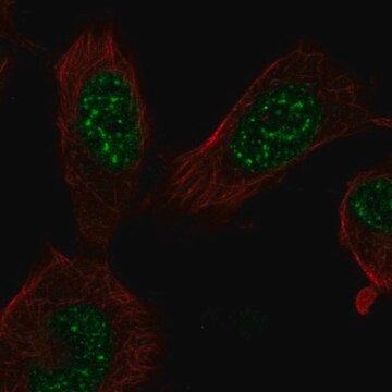 Anti-E2F7 antibody produced in rabbit Prestige Antibodies&#174; Powered by Atlas Antibodies, affinity isolated antibody