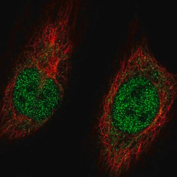 Anty-MGA Prestige Antibodies&#174; Powered by Atlas Antibodies, affinity isolated antibody