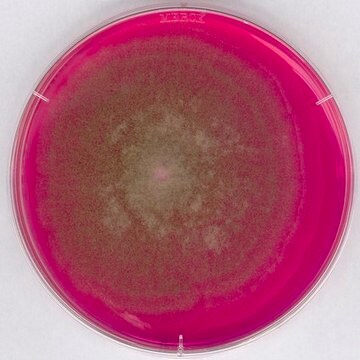 &#174; plus Rose-Bengal Chloramphenicol Agar (RBC) for yeasts, for molds, suitable for microbiology