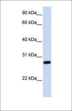 Anti-DCK (ab1) antibody produced in rabbit affinity isolated antibody