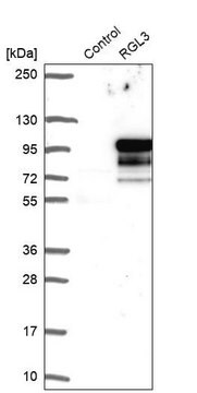 Anti-RGL3 antibody produced in rabbit Prestige Antibodies&#174; Powered by Atlas Antibodies, affinity isolated antibody, buffered aqueous glycerol solution