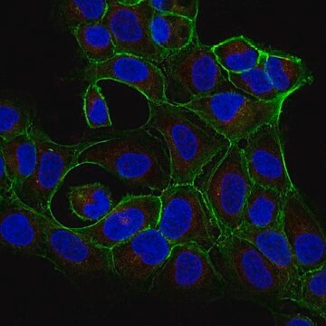 Anti-Dynein Antibody, IC, cytosolic, clone 74.1, Alexa Fluor&#8482; 647 conjugate clone 74.1, from mouse, ALEXA FLUOR&#8482; 647