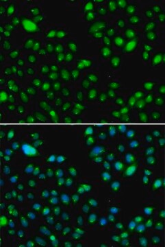 Anti- L3MBTL3 antibody produced in rabbit