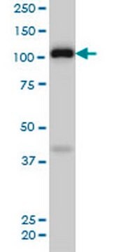 Anti-EPHA4 Mouse mAb (6H7) liquid, clone 6H7, Calbiochem&#174;