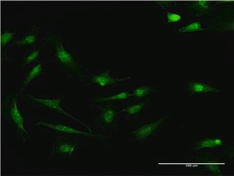 Monoclonal Anti-S100P antibody produced in mouse clone 4E7, purified immunoglobulin, buffered aqueous solution