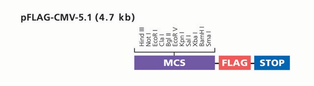 pFLAG-CMV&#8482;-5.1 Expression Vector shuttle vector for intracellular transient expression of C-terminal FLAG