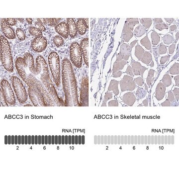 抗ABCC3抗体 ウサギ宿主抗体 Prestige Antibodies&#174; Powered by Atlas Antibodies, affinity isolated antibody, buffered aqueous glycerol solution