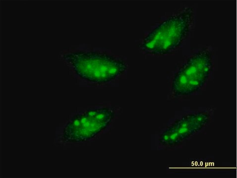 Monoclonal Anti-MEOX1 antibody produced in mouse clone 1A10, purified immunoglobulin, buffered aqueous solution