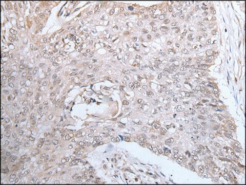 Anti-DUSP3 affinity isolated antibody