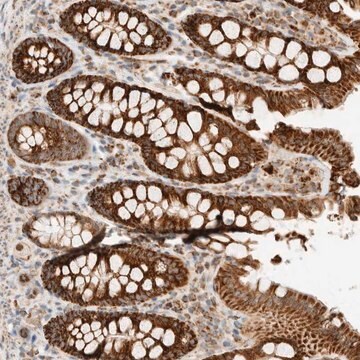 Anti-KIFAP3 antibody produced in rabbit Prestige Antibodies&#174; Powered by Atlas Antibodies, affinity isolated antibody, buffered aqueous glycerol solution, Ab2