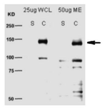 Anti-SCAP Antibody, clone 9D5 clone 9D5, from mouse