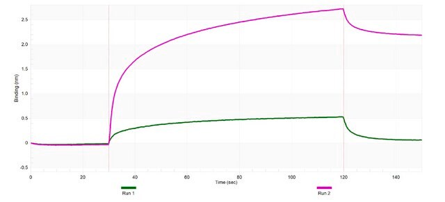 Anti-CD163 Antibody, clone 1D3 ZooMAb&#174; Rabbit Monoclonal recombinant, expressed in HEK 293 cells