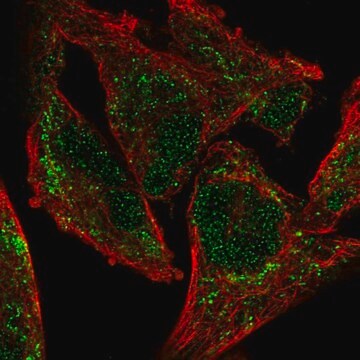 Anti-NDUFA9 antibody produced in rabbit Prestige Antibodies&#174; Powered by Atlas Antibodies, affinity isolated antibody