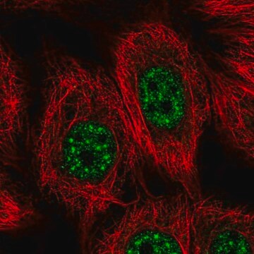 Anti-VPS72 antibody produced in rabbit Prestige Antibodies&#174; Powered by Atlas Antibodies, affinity isolated antibody